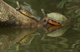 turtle